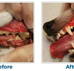 Alternative view of (❤️Clearance Sale: Buy 2 Get Extra 10% OFF) Dog Toothbrush