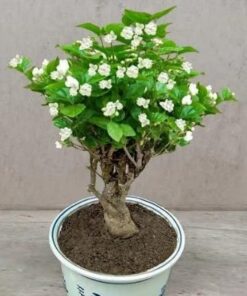 Alternative view of 100 Pcs Jasmine Seeds