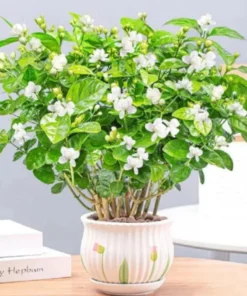 100 Pcs Jasmine Seeds